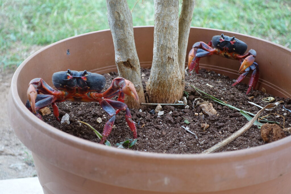 Crabs in a plantpot